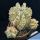 Euphorbia horrida cv. MIA (f. inermis)