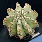 Euphorbia horrida cv. MIA (f. inermis)