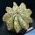 Euphorbia horrida cv. MIA (f. inermis)