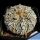 Astrophytum asterias cv. SUPERKABUTO "FLY'S WING TYPE"
