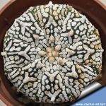 Astrophytum asterias cv. SUPERKABUTO "FLY'S WING TYPE"