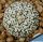 Astrophytum asterias cv. SUPERKABUTO "FLY'S WING TYPE"