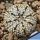 Astrophytum asterias cv. SUPERKABUTO "FLY'S WING TYPE"