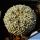 Astrophytum asterias cv. SUPERKABUTO "FLY'S WING TYPE"