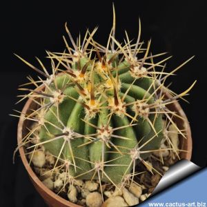Echinopsis rhodotricha