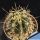 Echinopsis rhodotricha