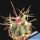 Ferocactus hybrid gracilis x rectispinus