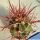 Ferocactus hybrid gracilis x rectispinus