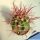 Ferocactus hybrid gracilis x rectispinus