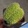 Echinopsis hybrid cv. MADAME PELE (Schick) f. cristata