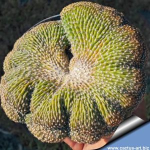 Echinopsis hybrid cv. MADAME PELE (Schick) f. cristata