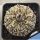 Astrophytum hybrid SK-CAP FlY'S WINGS tipe (SUPERKABUTO x capricorne)
