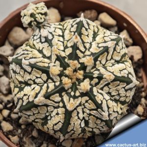 Astrophytum hybrid SK-CAP FlY'S WINGS tipe (SUPERKABUTO x capricorne)