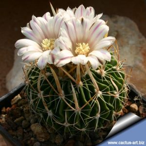 Echinofossulocactus zacatecasensis