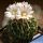 Echinofossulocactus zacatecasensis