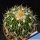 Echinofossulocactus zacatecasensis