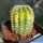 Echinopsis sp. forma variegata (Mix)