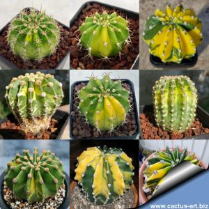Echinopsis sp. forma variegata (Mix)