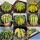 Echinopsis sp. forma variegata (Mix)
