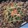 Echinocactus texensis HB371, N of Dunbar Historic Lake, Lubbock Co., Texas, USA