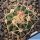 Echinocactus texensis HB371, N of Dunbar Historic Lake, Lubbock Co., Texas, USA