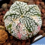 Astrophytum hybrid CO-SK f. variegata (A. coahuilense x A. asteriascv. SUPERKABUTO