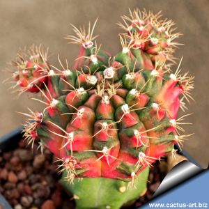 Gymnocalycium eurypleurum f. variegata (grafted on Myrtillocactus)