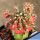 Gymnocalycium eurypleurum f. variegata (grafted on Myrtillocactus)
