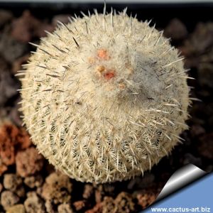 Epithelantha unguispina MK135.421 Monterey, Nuovo Leon, Mexico