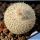 Epithelantha unguispina MK135.421 Monterey, Nuovo Leon, Mexico