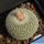 Epithelantha unguispina MK135.421 Monterey, Nuovo Leon, Mexico