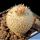 Epithelantha unguispina MK135.421 Monterey, Nuovo Leon, Mexico