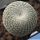 Epithelantha unguispina MK135.421 Monterey, Nuovo Leon, Mexico