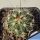 Gymnocactus horripilus GM156 Meztitlan, Hidalgo, Mexico