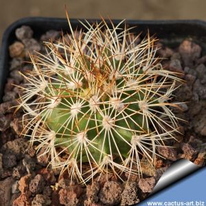 Gymnocactus horripilus GM156 Meztitlan, Hidalgo, Mexico