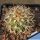 Gymnocactus horripilus GM156 Meztitlan, Hidalgo, Mexico