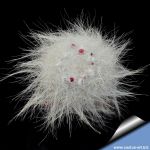 Mammillaria hahniana v. lanata