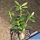Pachypodium bispinosum