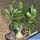 Pachypodium bispinosum