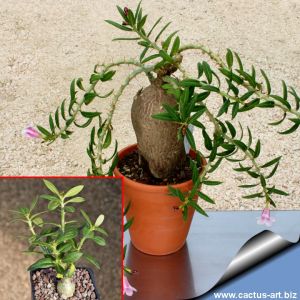 Pachypodium bispinosum