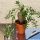Pachypodium bispinosum