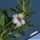 Pachypodium bispinosum