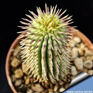 Hoodia x trichocaulon