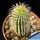 Hoodia x trichocaulon