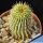 Hoodia x trichocaulon