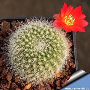 Rebutia senilis v. carminata