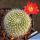 Rebutia senilis v. carminata