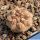 Copiapoa cinerea f. albispina, HR1037 Quebrada Cascabeles, 02 Antofagasta, Chile32 m, Chile