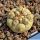 Copiapoa cinerea f. albispina, HR1037 Quebrada Cascabeles, 02 Antofagasta, Chile32 m, Chile