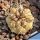Copiapoa cinerea f. albispina, HR1037 Quebrada Cascabeles, 02 Antofagasta, Chile32 m, Chile